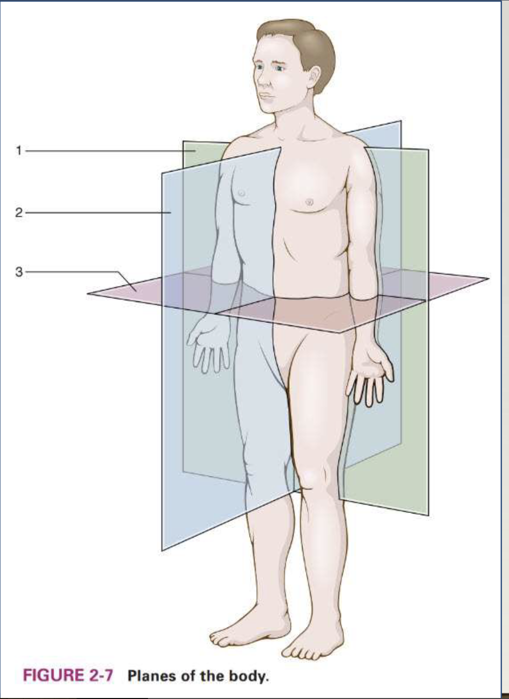 <p>Sagittal </p>