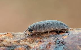 <p>What is this animal? What are their defining characteristics?</p>