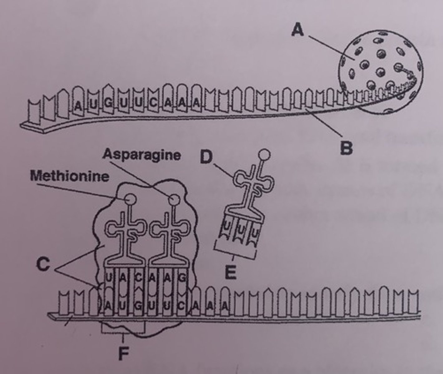 <p>nucleus</p>