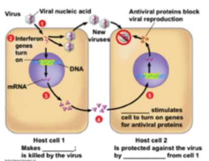 <p>function non-specifically - before the adaptive response gets activated</p><ul><li><p><strong>interferons </strong>(proteins)</p><ul><li><p>infected cell detecrs infection → makes interferon (secretory protein) → go to another cell → causes production of antiviral proteins</p></li></ul></li><li><p><strong>complement system of proteins</strong> → help mark pathogens for destruction and enhance inflammatory response. </p></li></ul><p></p>