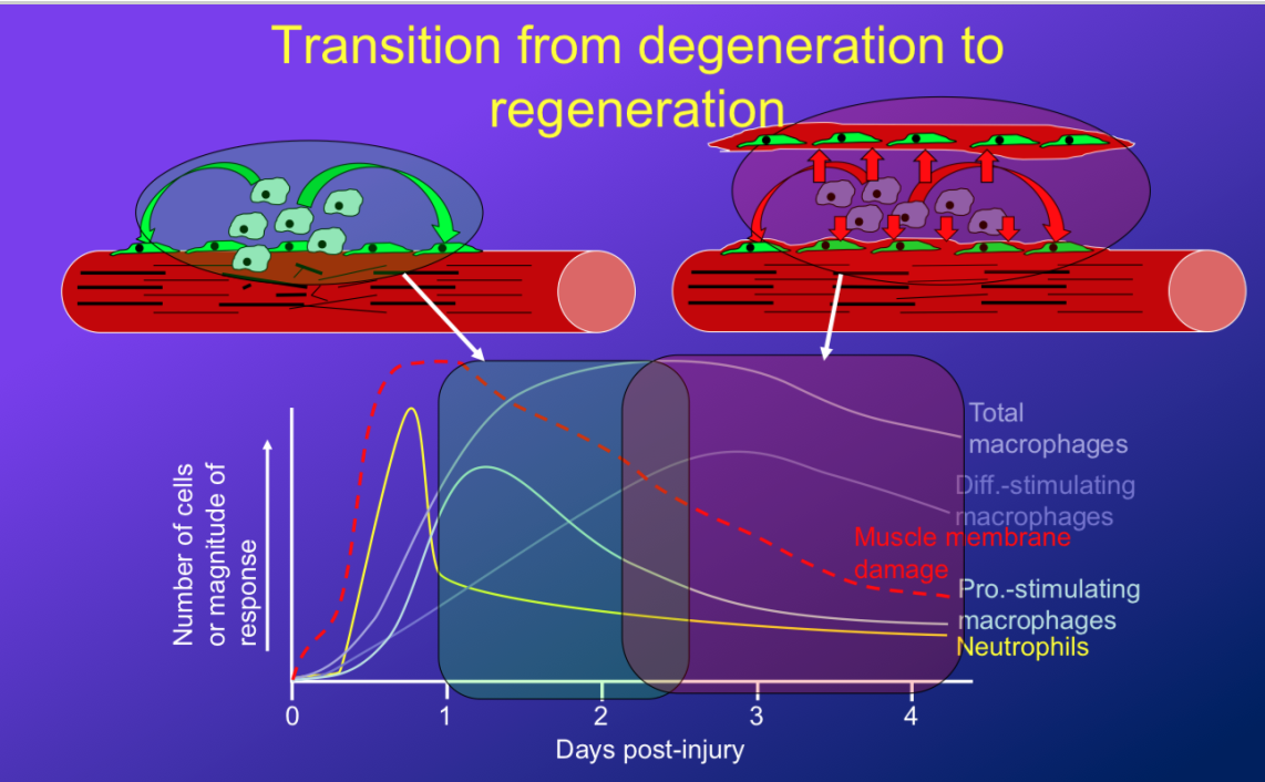 <p>-in the degeneration phase, <strong>there is inflammatory response with peak in neutrophils, M1 and peak in damage (usually within 1-2 days)</strong></p><p>-then in regeneration phase, there is the M2 macrophage that raises in levels (<strong>within 2-4 days)</strong></p><p>-and between these two, we have the activation overlap of the satellite cells when they start building new muscle</p>