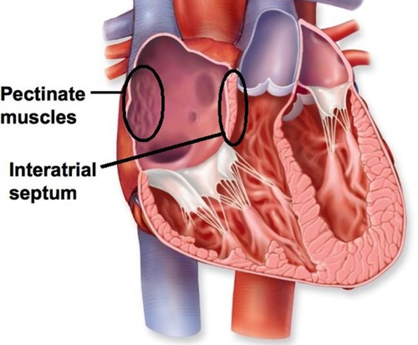 <p>internal ridges of myocardium in right atrium and both auricles</p>