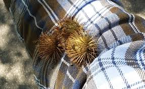 <p>What is demonstrated in the picture?</p>