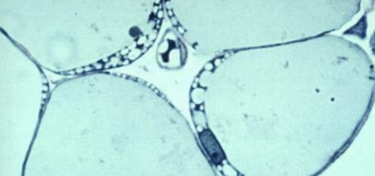 What cell type is this?