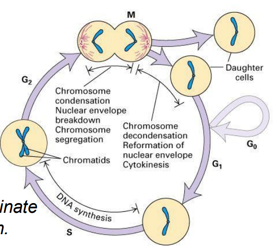 <p>- a cyclic process of duplication of cell contents then division to produce 2 daughter cells, then duplication, then division</p><p>- the process is highly regulated</p><p>- want to emphasise that the core of this system is an ordered series of biochemical switches</p><p>- dividing cells must coordinate all aspects of their growth</p>