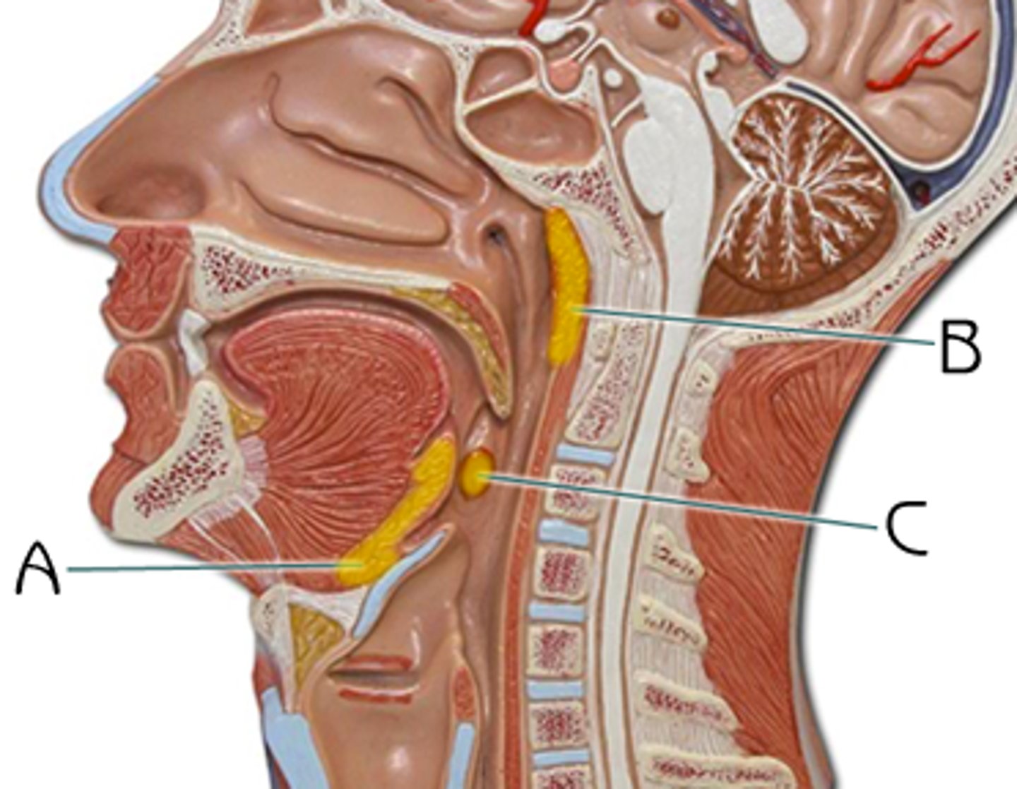 <p>masses of lymphatic tissue in the back of the oropharynx</p>
