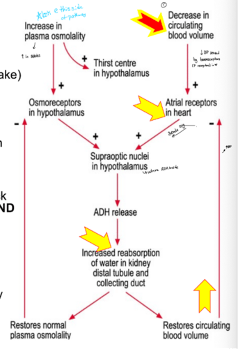 <p>osmotic pressure is low due to insufficient water intake</p><p>§ Sensed by osmoreceptors in the hypothalamus</p><p>§ Supraoptic nuclei in hypothalamus releases ADH</p><p>§ Increased reabsorption of water in kidney restores osmolality</p>