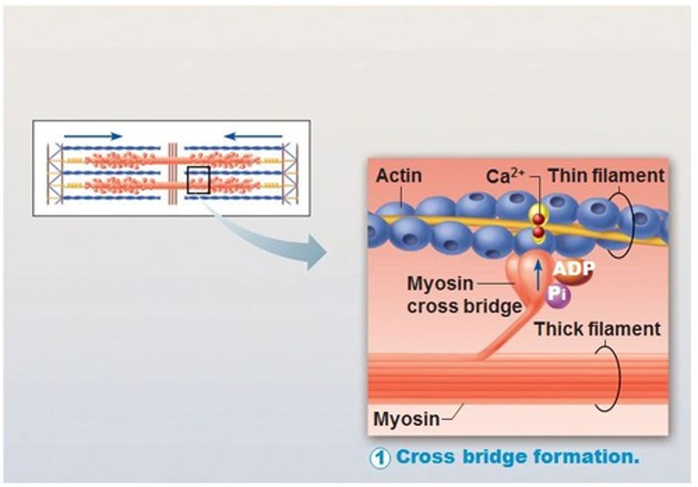 <p>the names for the connections between the heads of myosin filaments and receptor sites on the actin filaments</p>