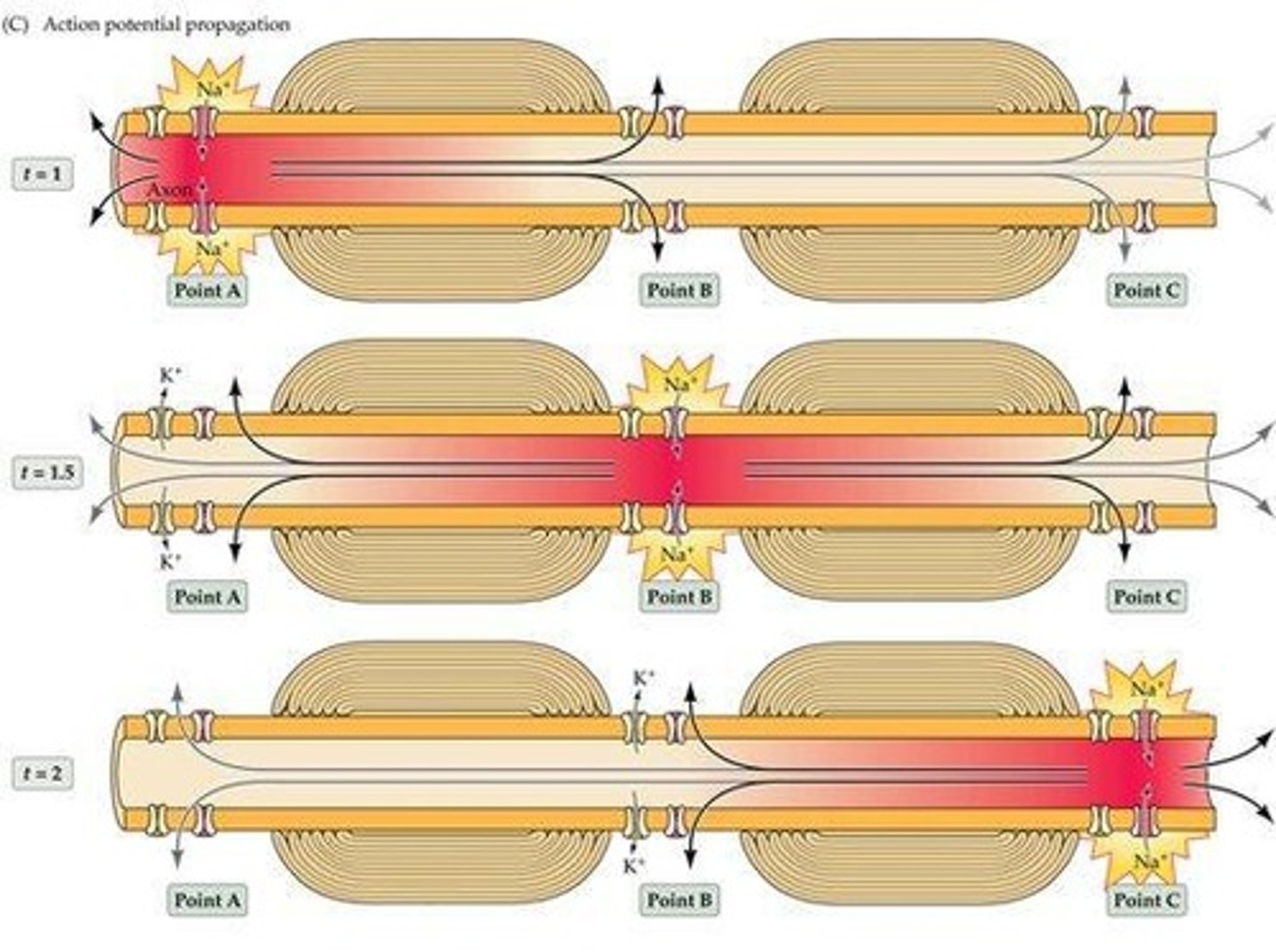<p>Tiny gaps in the myelin sheath that contain voltage-sensitive sodium and potassium channels.</p>