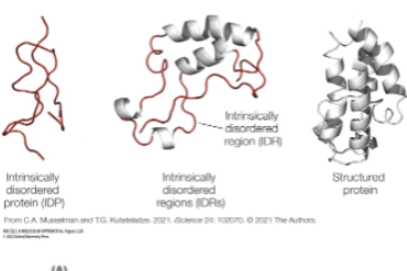 <p>polar and charged domains, available for interactions </p><p>bind other proteins, RNA Concentrate and separate into discrete domains </p><p>Participate in membrane-less compartments </p>