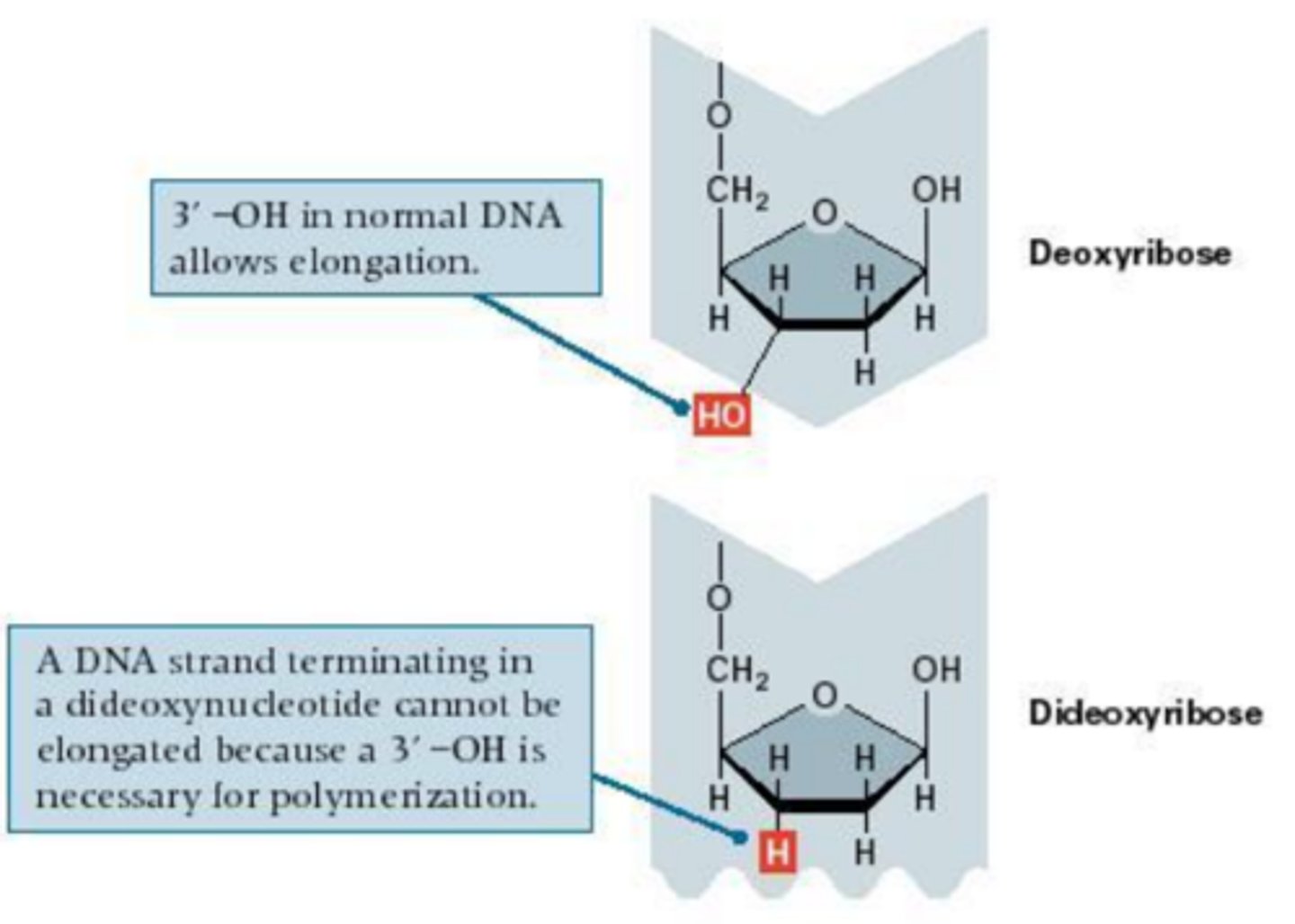 <p>A method based on the principle that during DNA synthesis, the addition of a nucleotide requires a free OH group on the 3' carbon of the sugar of the last nucleotide of the growing DNA strand</p>
