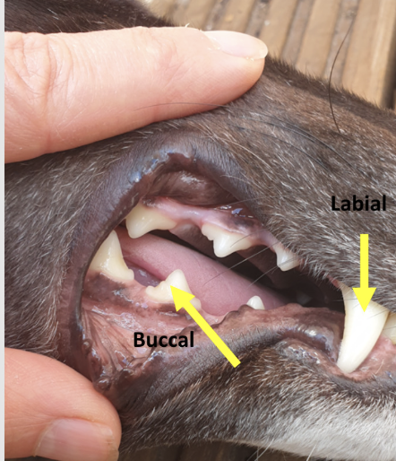 <p>vestibular surface of the tooth - faces the vestibule or lips (labial and buccal)</p><p></p><p>for incisors and canines- labial, and molars and premolar-buccal</p><p></p><p>lingual surface of the maxillary or mandibular tooth that faces the tongue</p><p></p><p>palatal refers to the lingual surface of the maxillary teeth</p>