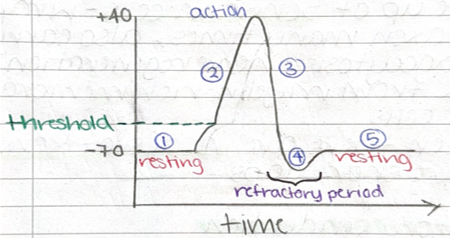 <p>-is <strong>positive </strong>potential</p><p>-around +40mV</p>