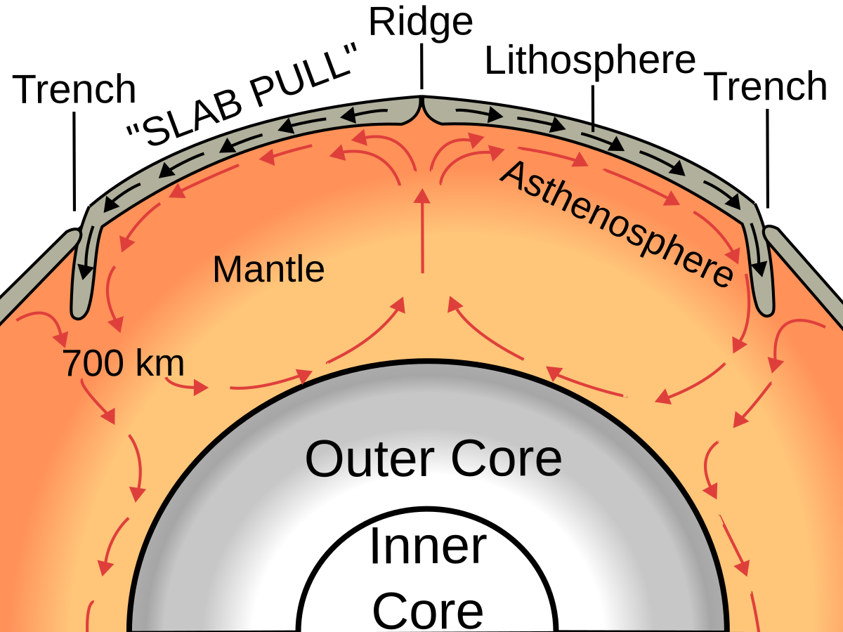 <p>1) Heat from the Earth’s core causes</p><ul><li><p>mantle magma to become less dense</p></li></ul><p></p><p>2) The mantle magma rises towards the surface</p><p></p><p>3) Rising mantle magma spreads beneath the plate </p><ul><li><p>dragging them apart</p><p>→ causing divergent plate movement </p></li></ul><p></p><p>4) Mantle magma loses heat</p><ul><li><p>sinking towards the core</p></li></ul><p></p><p>5) Convergent plate movement occurs where the</p><ul><li><p>convection currents collide</p></li></ul><p></p><p>6) Mantle magma is heated up again </p><ul><li><p>the process repeats&nbsp;</p></li><li><p>rising and sinking of the magma forms convection currents</p></li></ul><p></p>