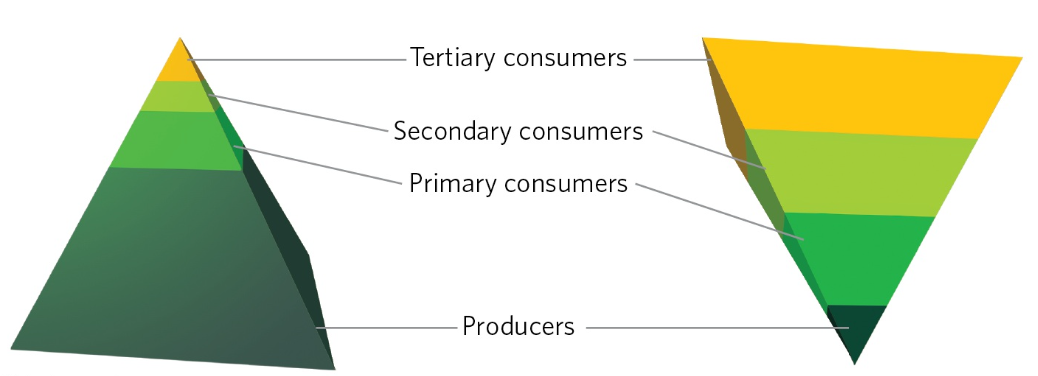 <ul><li><p>most of the energy is still found in the producers, but these producers are primarily tiny algae that do not live very long because they are rapidly consumed by herbivores</p></li><li><p>this continual rapid consumption results in a large biomass of consumers in these systems</p></li></ul><p></p>
