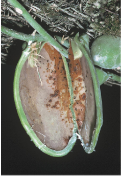 <p>Leaves develop urn-like pouches that become home of ant colonies. Ants provide soil adding nitrogenous waste </p>