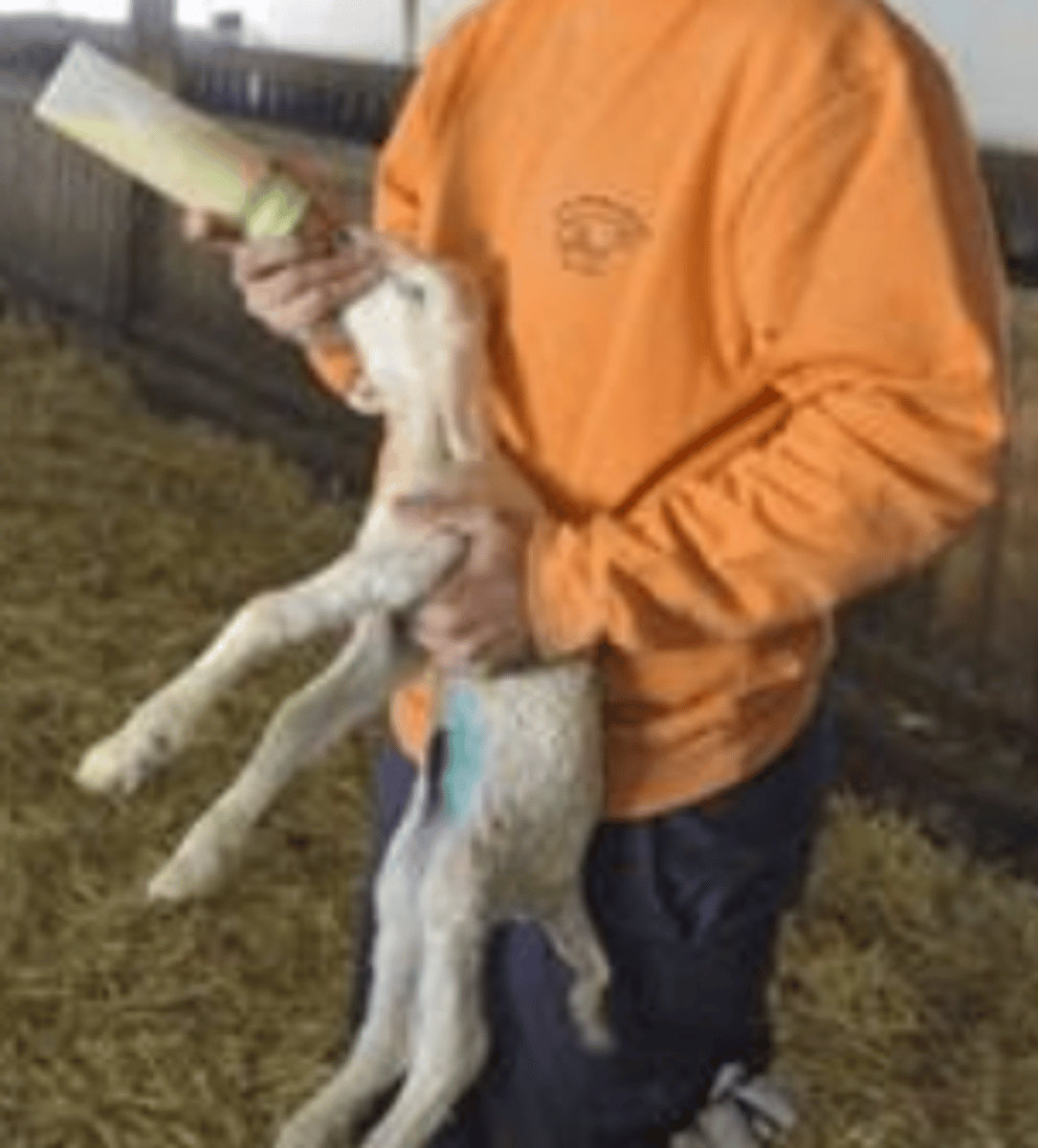 <p>- desinfección en paridera</p><p>- deparar enfermos y sanos, utilizar dif. utensilios y alimentos para cada uno</p><p>- atención a la toma de calostro</p><p>- calostro hiperinmune</p>