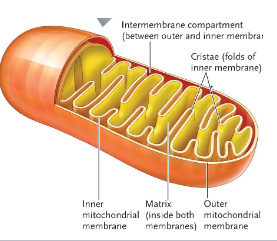 <p>the ______ is the source of all cellular respiration which creates ATP. it has ____ membrane and the inner membrane has folds called ___</p><p>the ____ is the "cytoplasm” of the mictochondria</p>