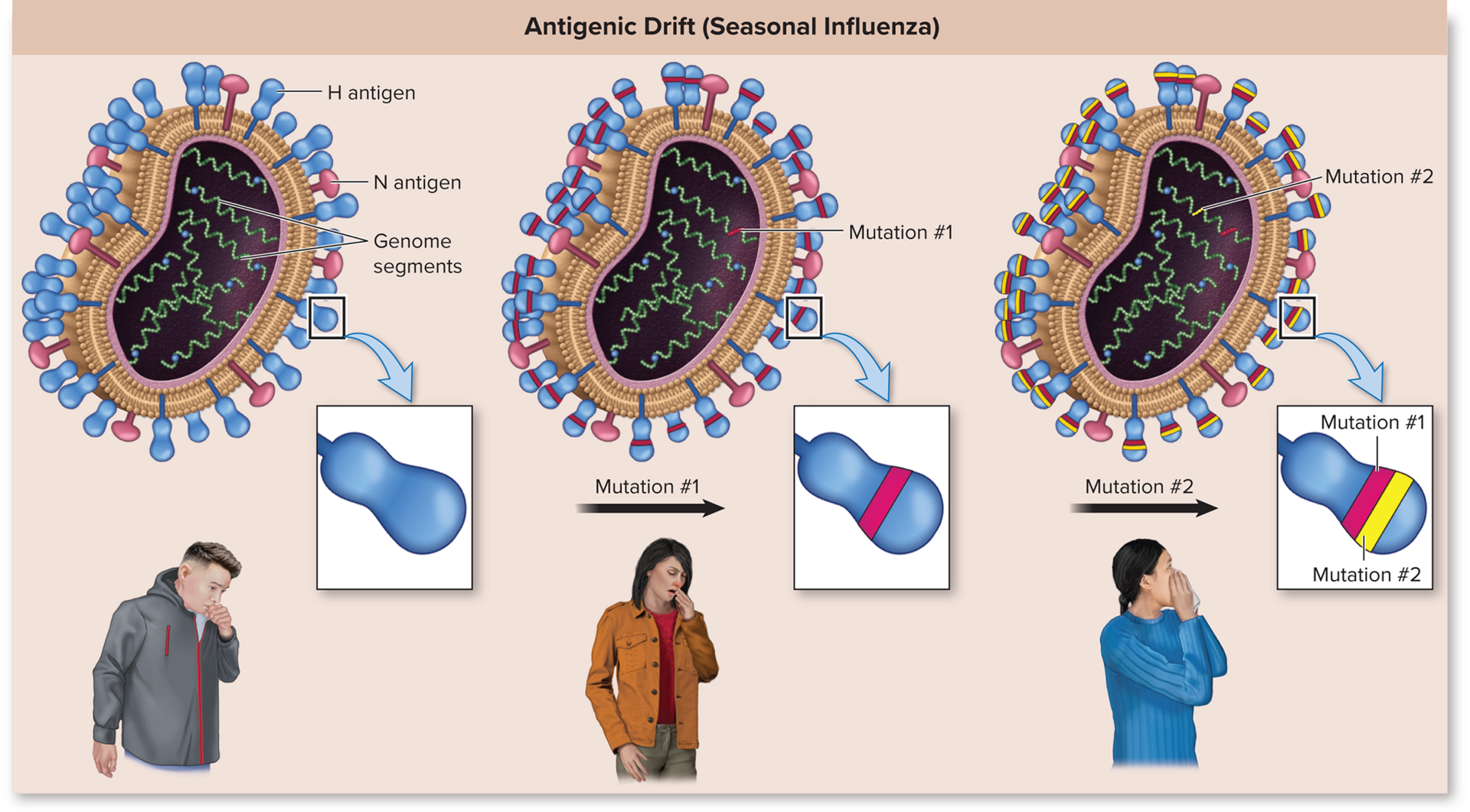 <p>Influenza mutation where the amino acids of the virus change over time (Gradual)</p>