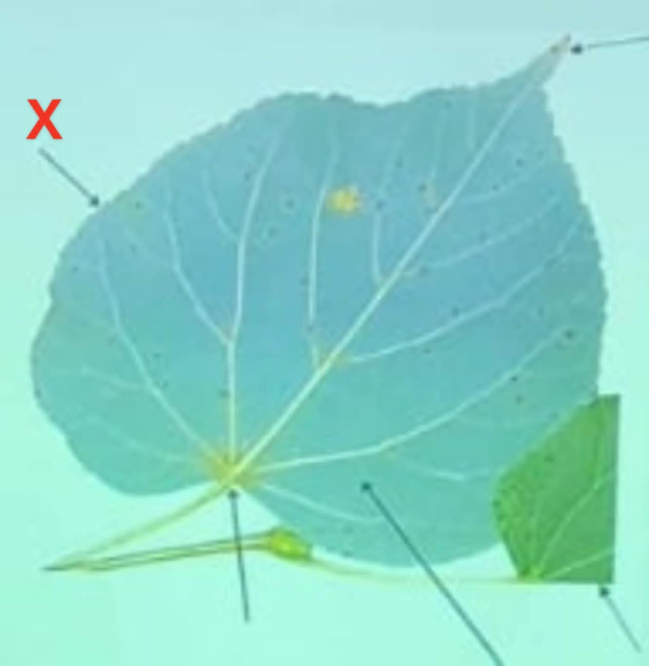 term image