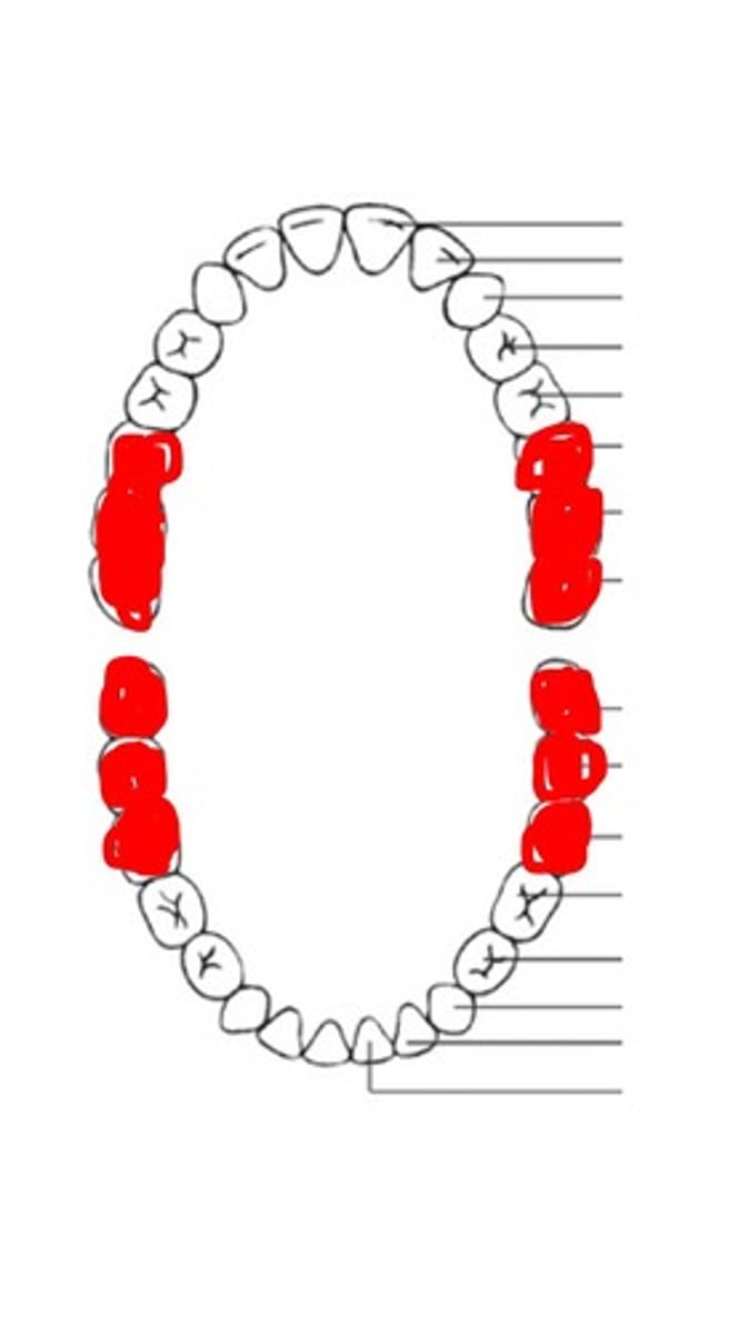 <p>Multi-cuspid teeth that crush/grind food</p>