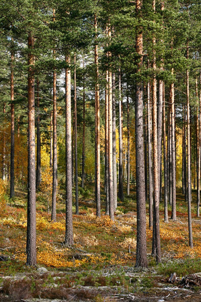 <p>Torrt & ganska näringsfattigt. Tunn jordmån. Finns även renlav & lingon.</p>