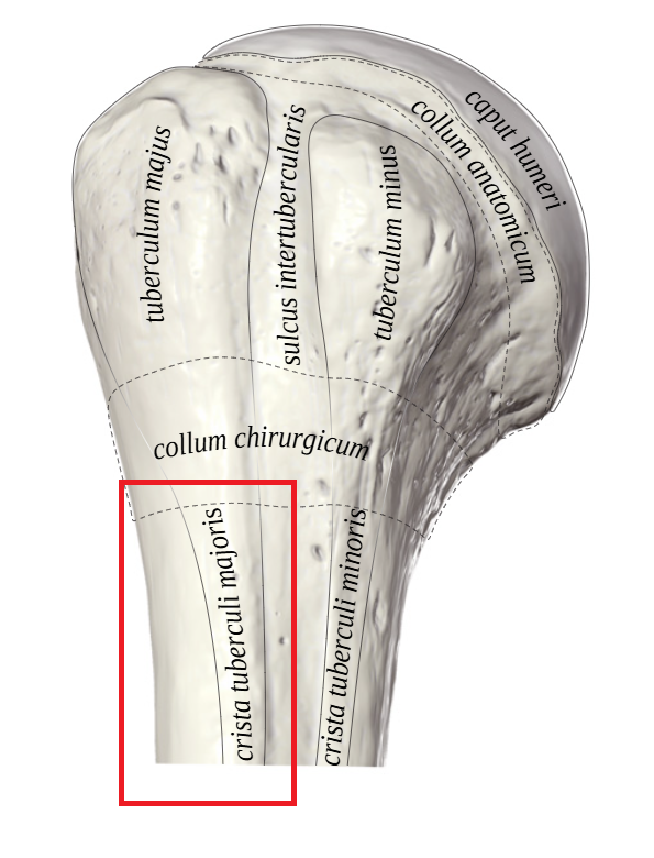 <p>Crista tuberculi majoris humeri</p>
