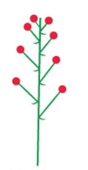 <p>Has a major inflorescence axis, and the flowers to become on pedicels that are all approximately the same length </p>