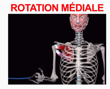 <p>Rotation médiale ou endorotation</p>