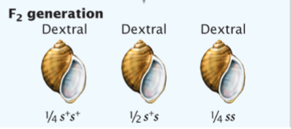 <p>In a species that exhibits the genetic maternal effect, which females will produce sinistral offspring (s<sup>+ </sup>= dextral dominant)?</p>