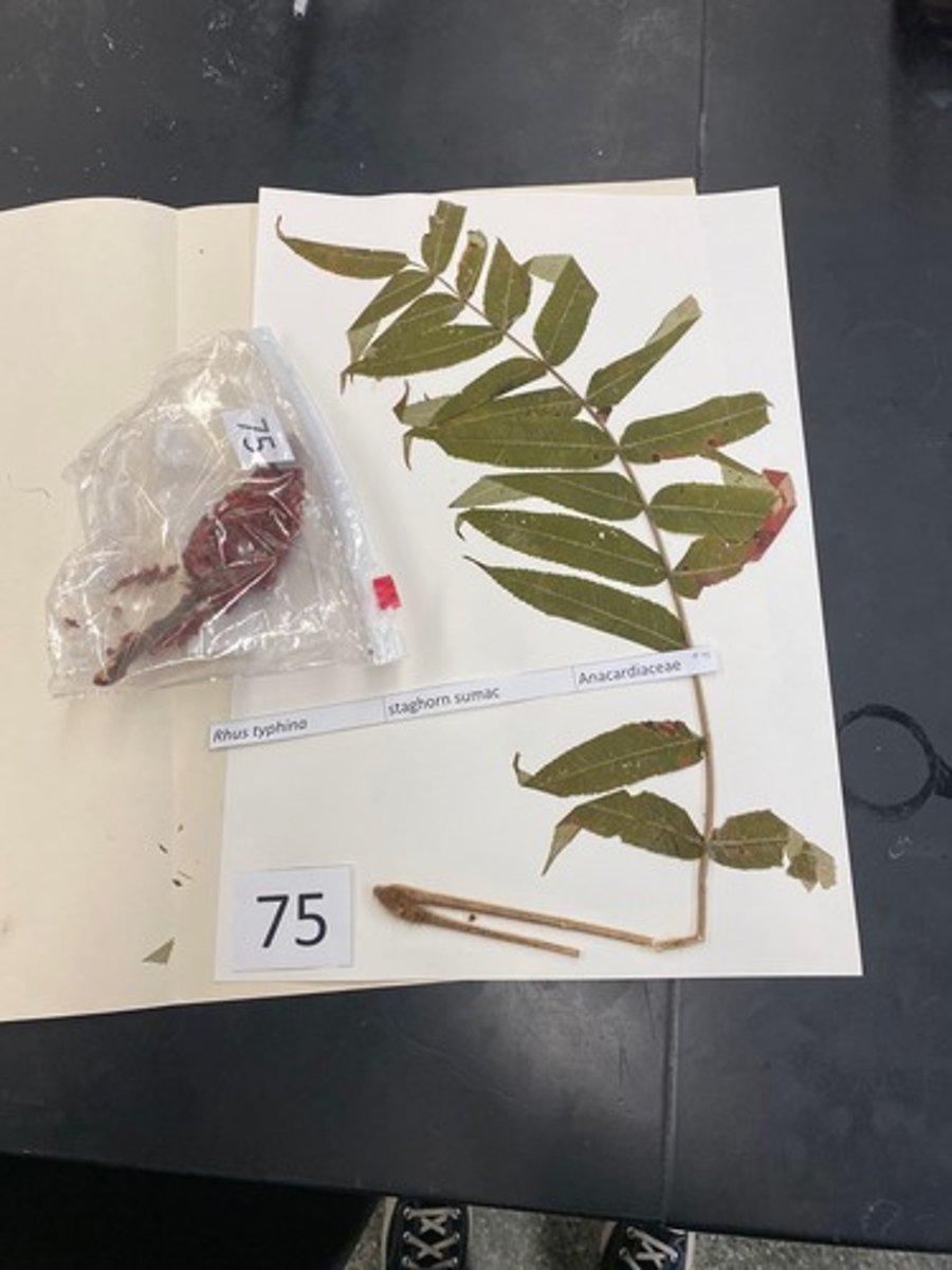 <p>Rhus typhina (Anacardiaceae)</p>