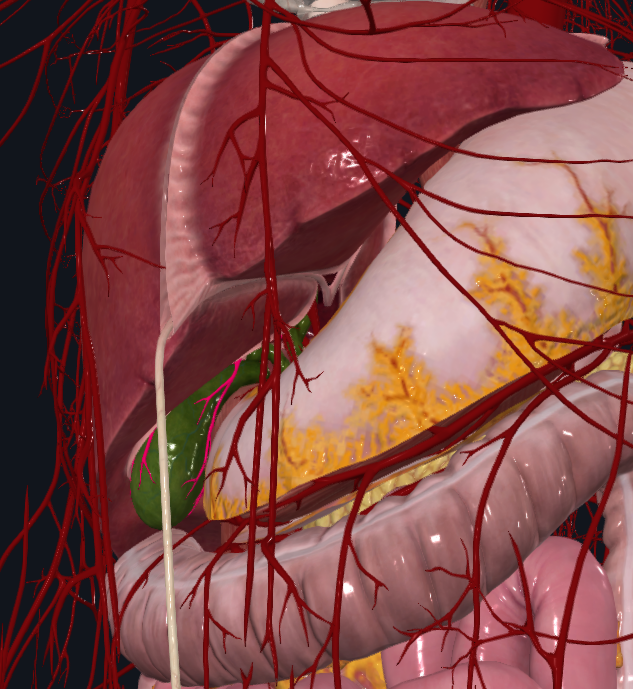 <p>What is highlighted in pink</p>