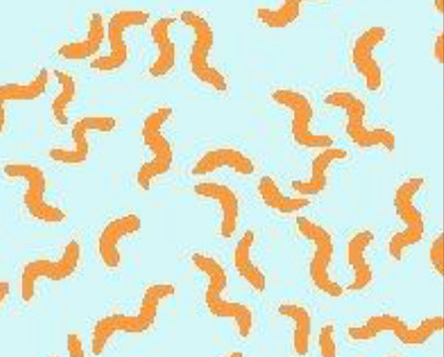 <p>Spirochetes</p>
