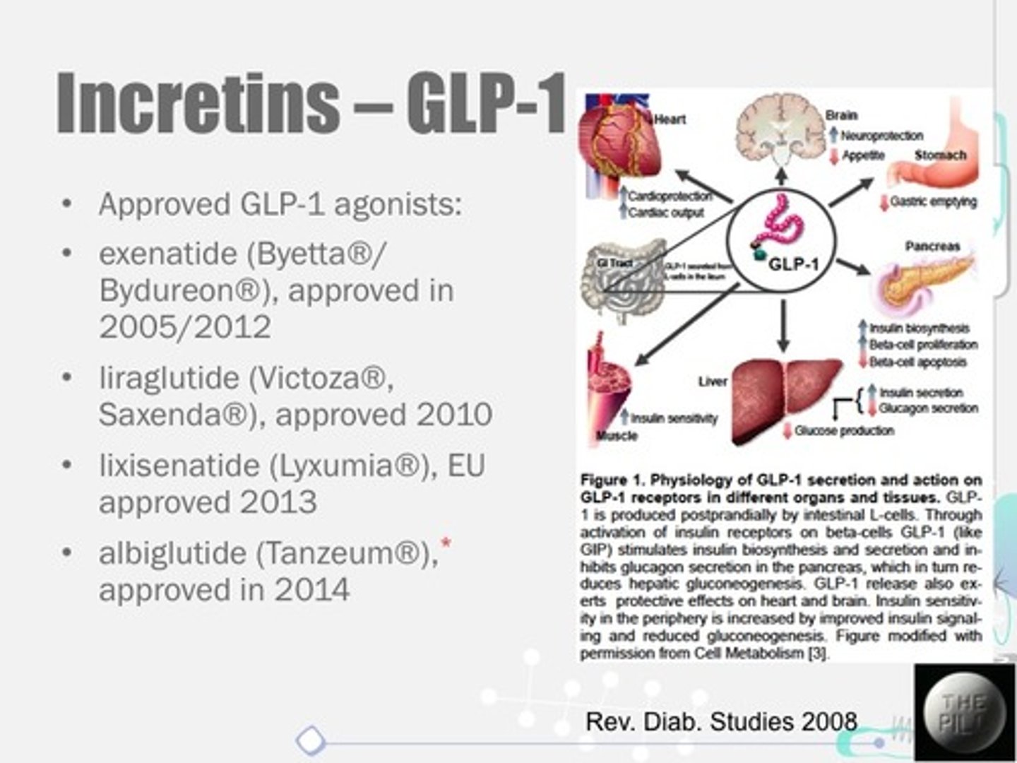 <p>GLP-1 decreases blood sugar levels independent of insulin.</p>