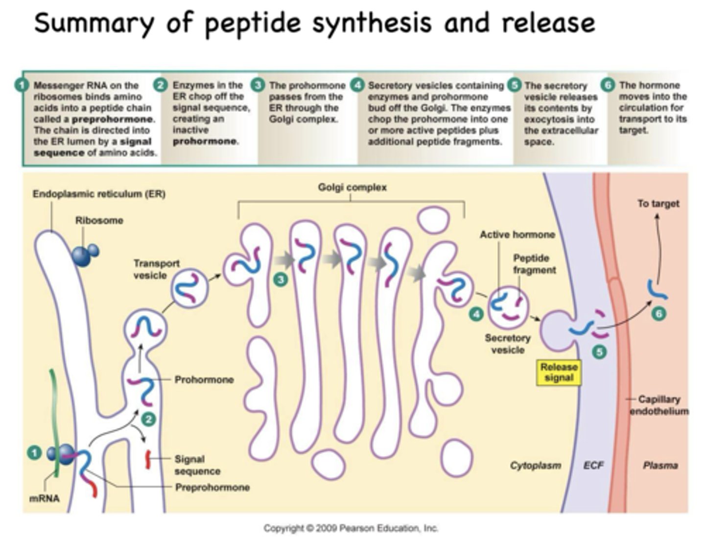 <p>walk through the release of peptide hormones</p>