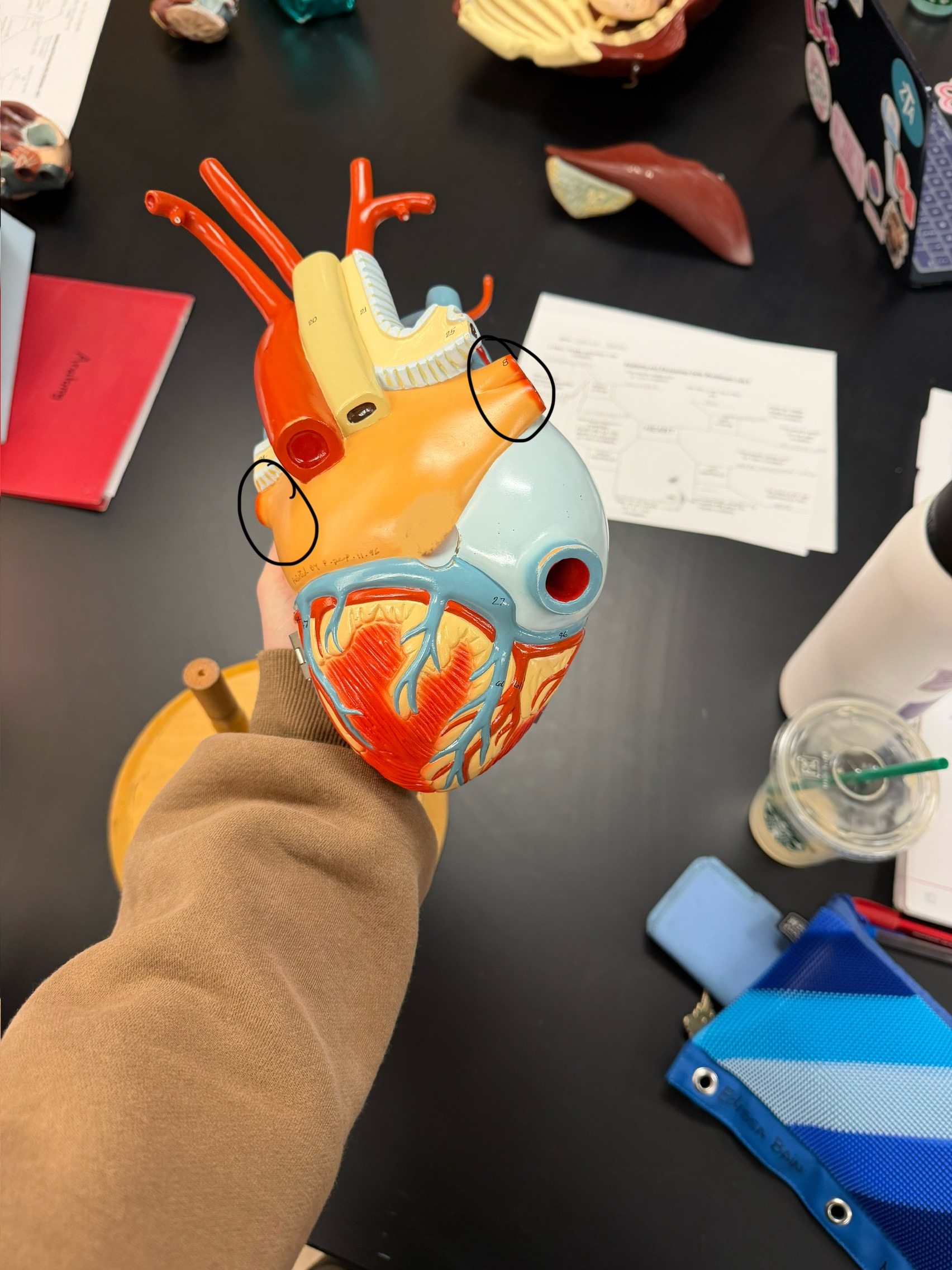 <p>name this structure</p>