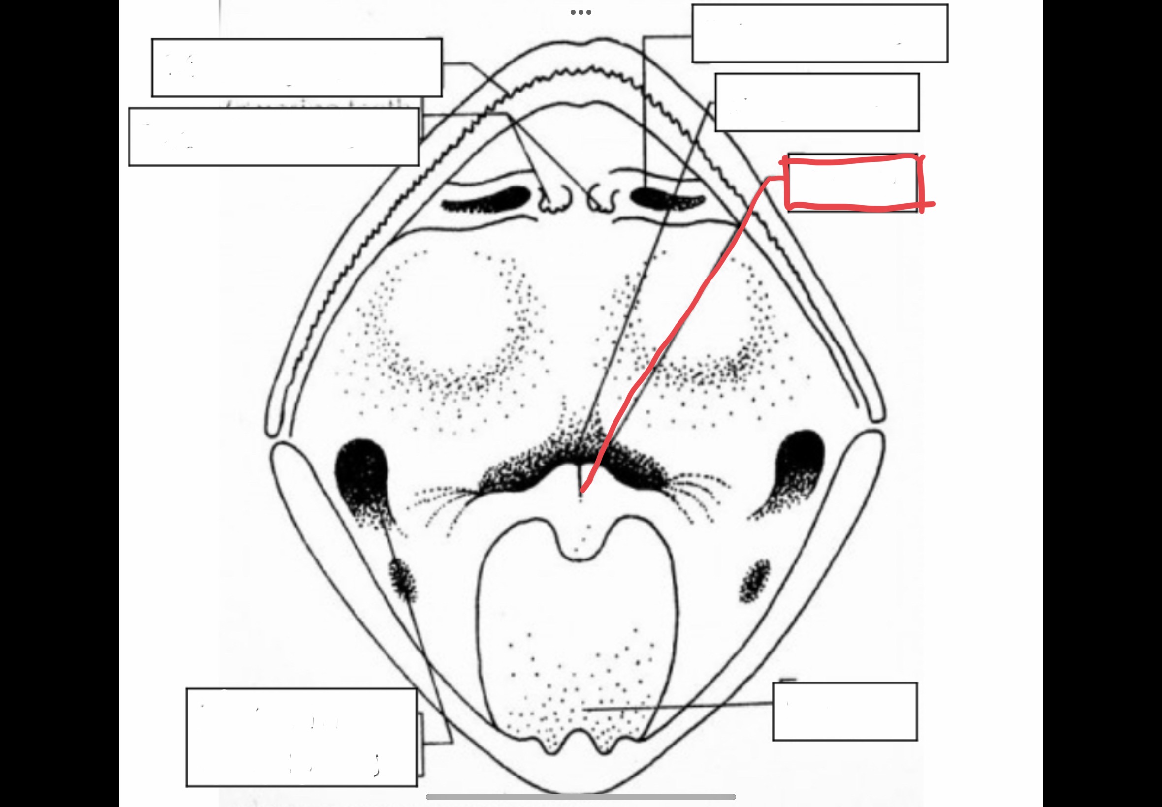 <p>opening from the mouth in the respiratory system, to the vocal cord or lungs</p>