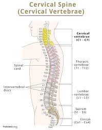 <p>cervical spine - located in neck area - 7 vertebrae numbered c1-c7</p>