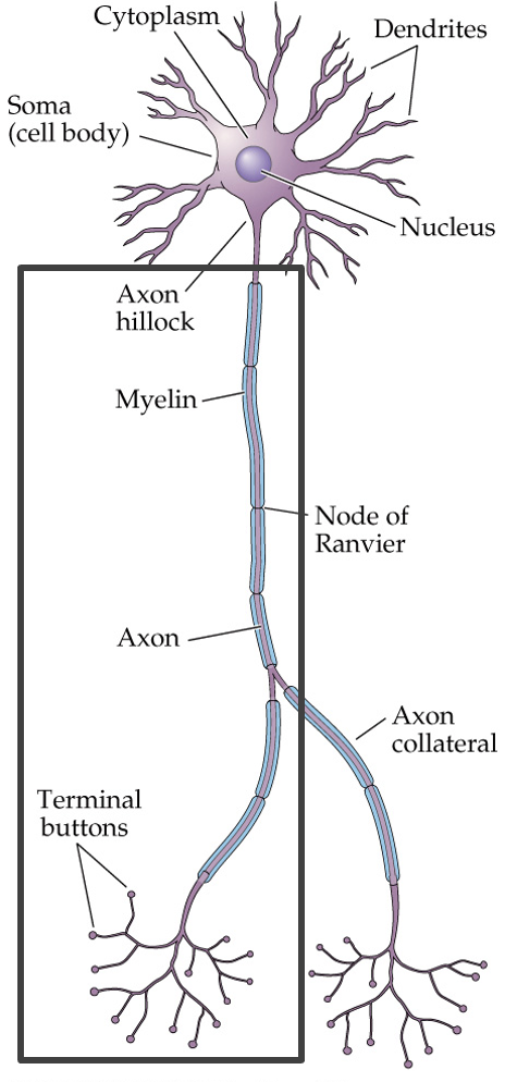 <p>slender projection that conducts the action potential</p>