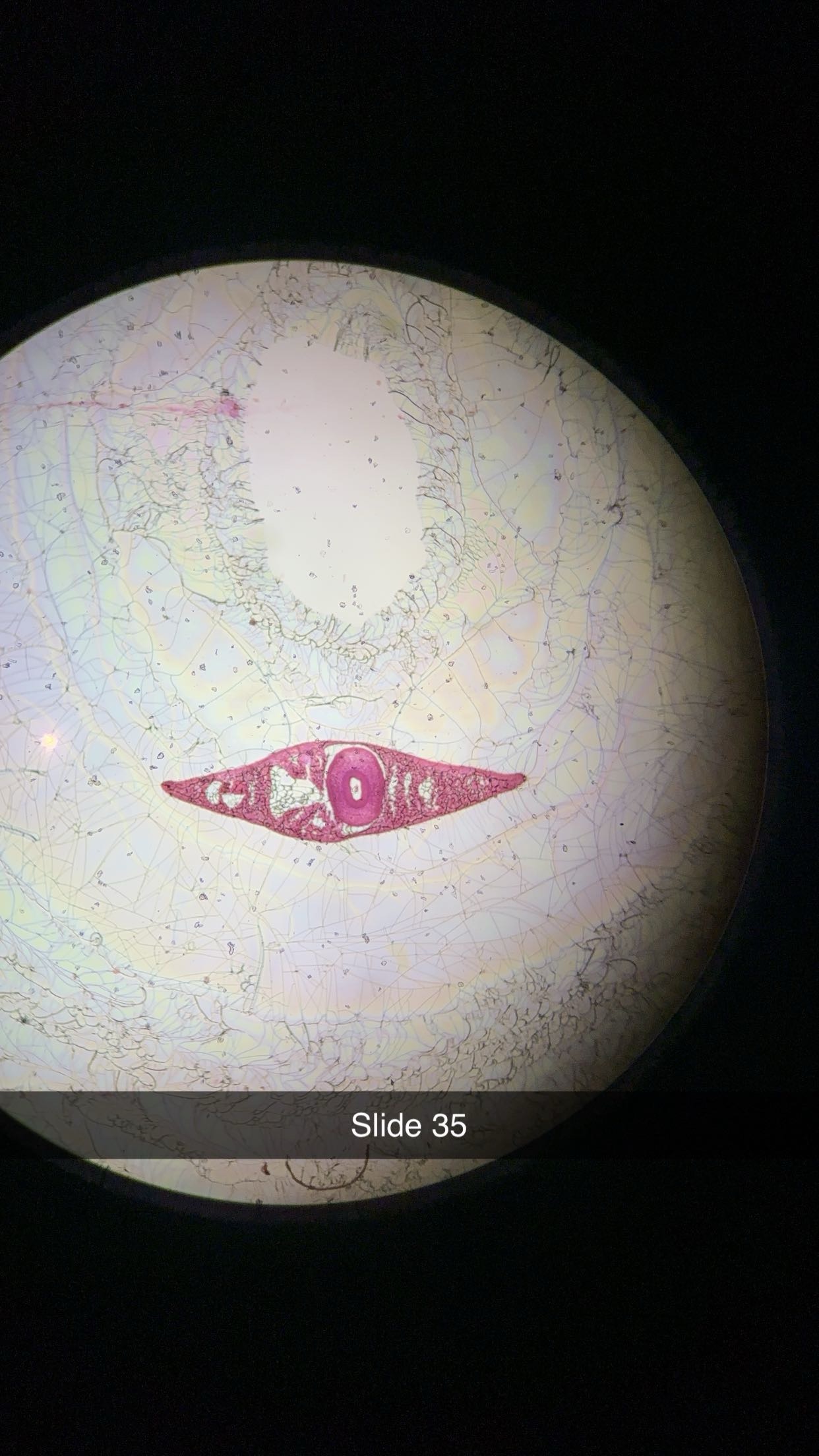 <p>genus, class, phylum </p>