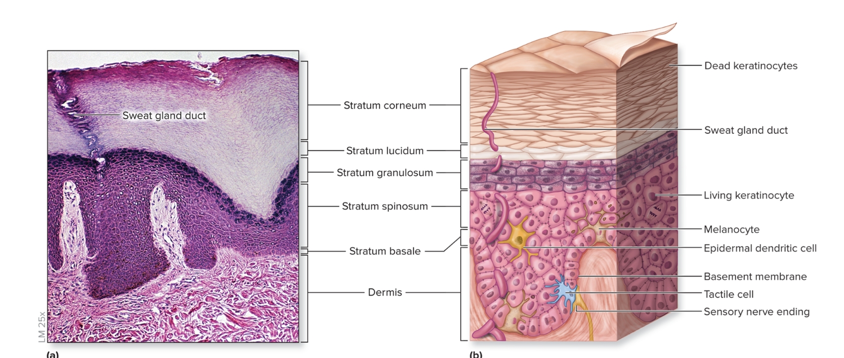 <p>What is the stratum lucidum?</p>