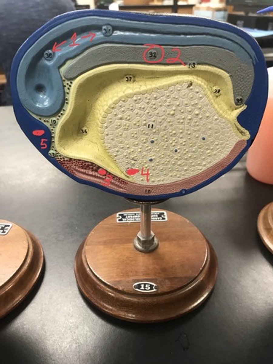 <p>For the following model, give the following:</p><p>1) stage of embryonic development</p><p>2) structures in numerical order</p>