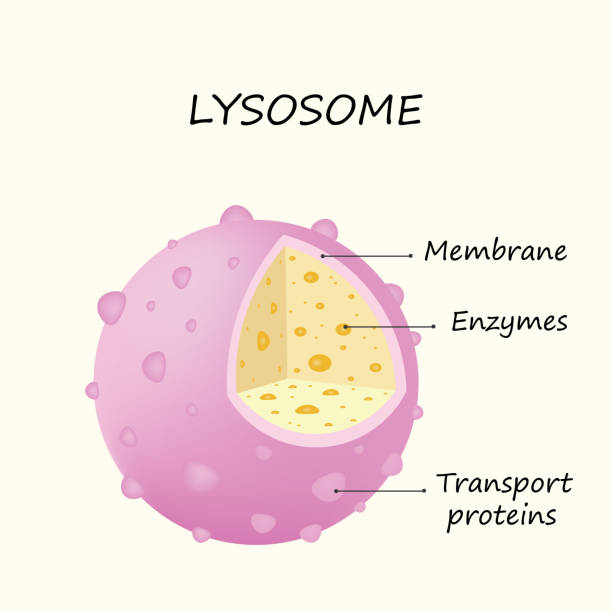 <p>What is the structure and function of Lysosomes? Additionally, what happens when lysosomes malfunction? </p>