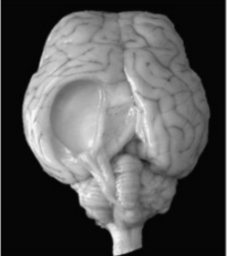 <p>Causative agent in a sheep</p>