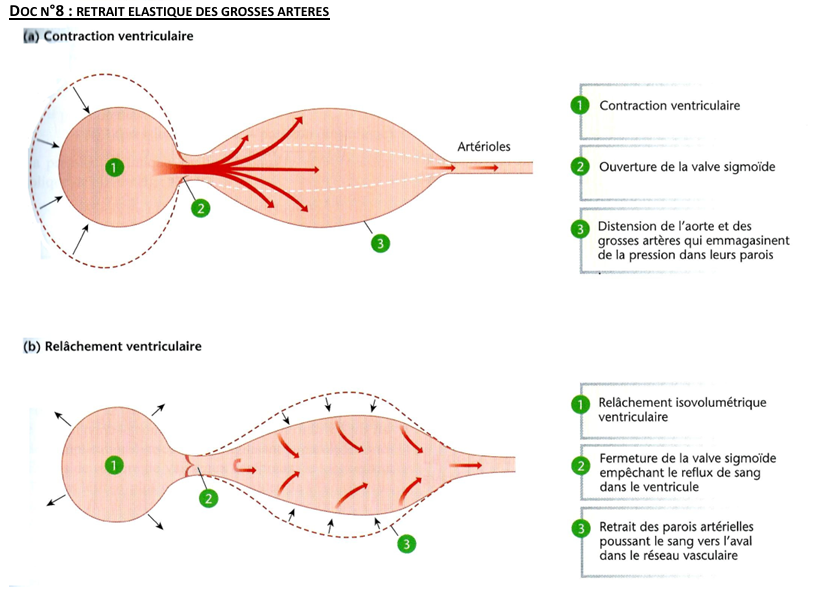 <p>Aorte = artère élastique</p>