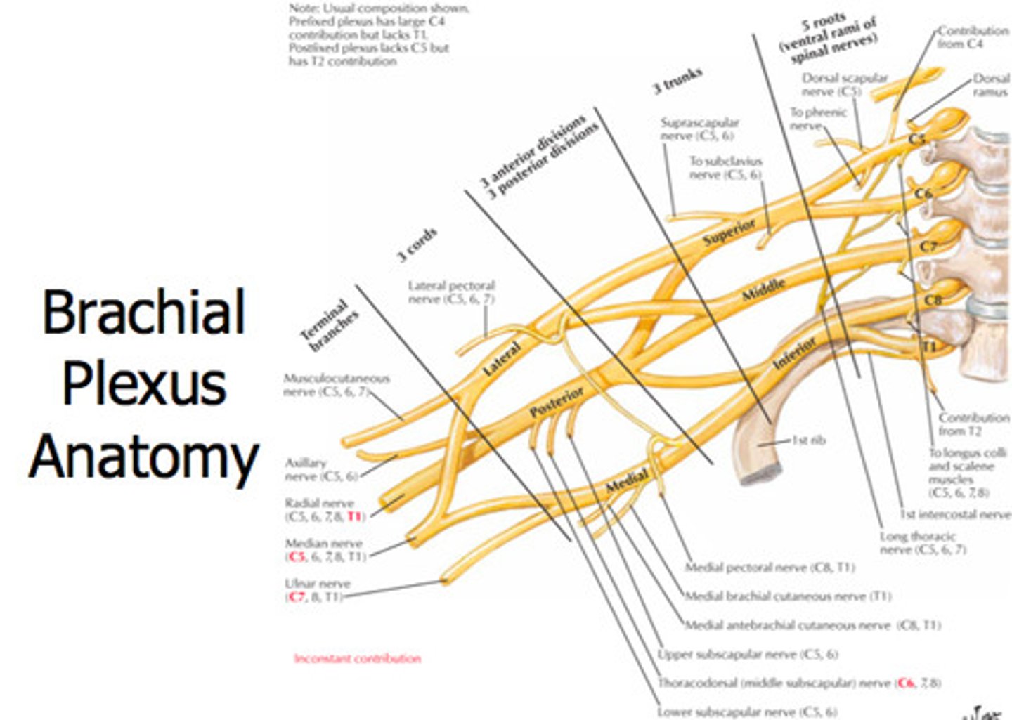 <p>network of intermingling and intertwining nerves that supplies structures of the upper limb </p>