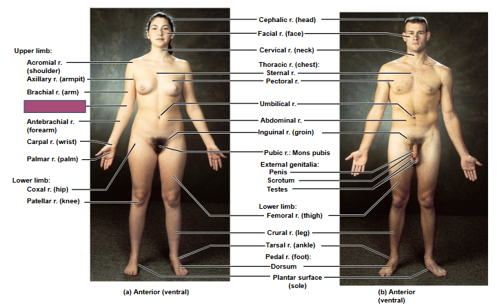 <p>Based on this anterior view, what is this region?</p>