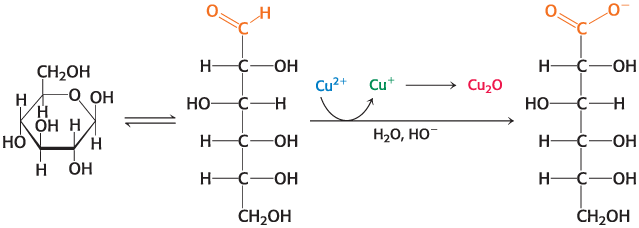 <p>Is an important fuel for most organisms</p><ul><li><p>is a reducing sugar and reacts nonenzymatically with hemoglobin</p></li><li><p>In its linear form, glucose can react with oxidizing agents</p></li><li><p>example: linear glucose reacts with Cu2+ yielding Cu+and gluconic acid</p></li></ul><p></p>