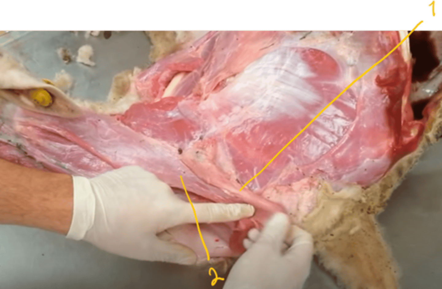 <p>identify. the muscles. (detailed view)</p>