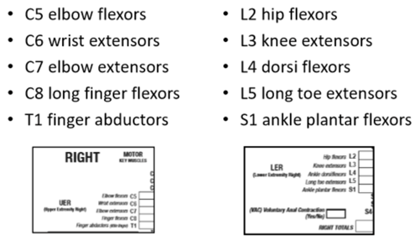 <p>specific key extremity muscles tested in supine only</p><p>1. bilateral myotomes (C5, C6, C7, C8, T1, L2, L3, L4, L5, S1)</p><p>2. sacral motor tested with voluntary anal contractions (VAC)</p><p>*ask individual if they are able to stop a bowel movement</p><p>GRADING:</p><p>0 = absent</p><p>1 = trace to less than full range in gravity-eliminated</p><p>2 = full ROM gravity eliminated</p><p>3 = full ROM against gravity w/o resistance</p><p>4 = full ROM against gravity w/ some resistance</p><p>5 = full ROM against gravity full resistance</p><p>NT or 5* = pain or disuse vs not testable</p>